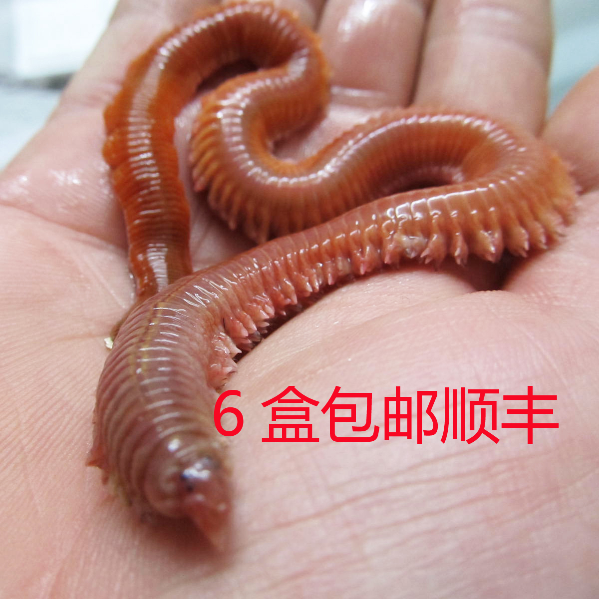 海钓青虫怎么钩(海钓青虫图片大全)