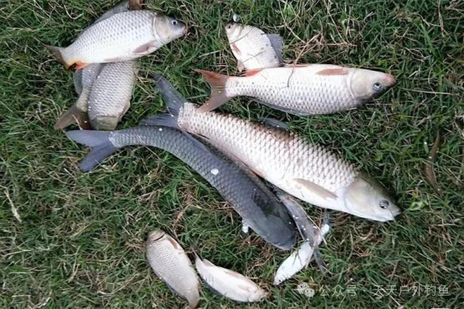 夏季野钓江河技巧视频(夏季野钓江河技巧视频讲解)