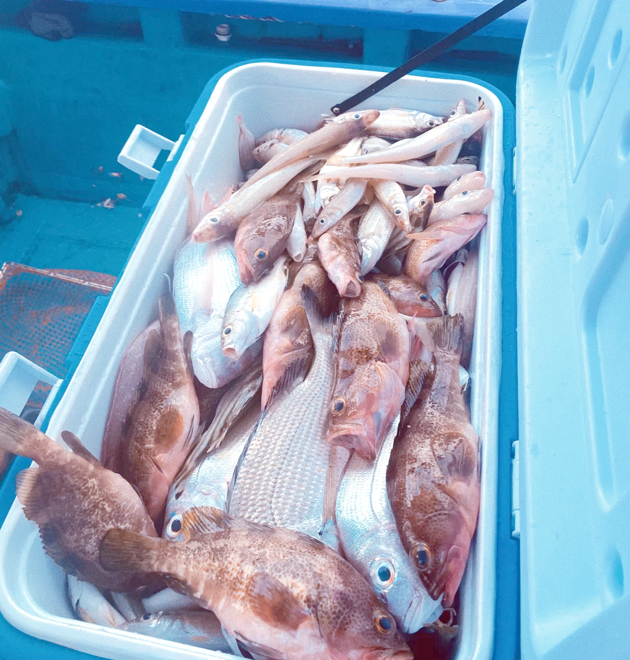 嘉兴海钓组团(嘉兴海钓组团有哪些)