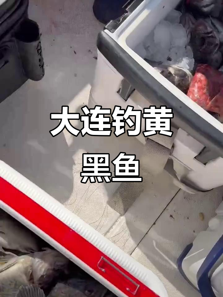 大连海钓黑鱼钓法(大连海钓黑鱼钓法视频)