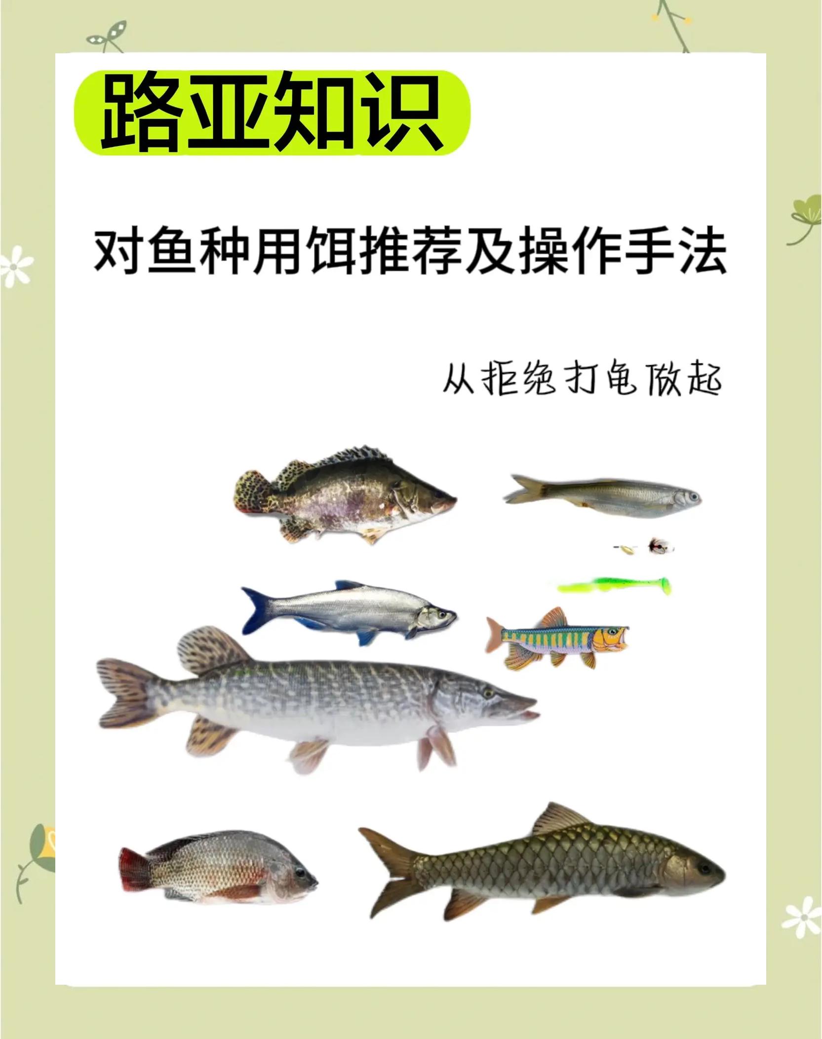 饵料中鱼图解(饵料的几种状态)