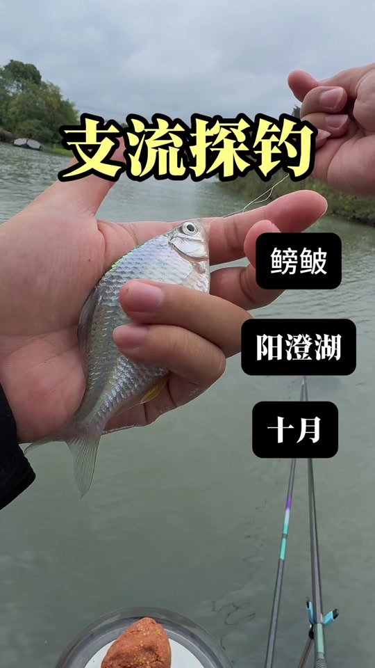 钓鳑鮍技巧(用什么钓蟛蜞)