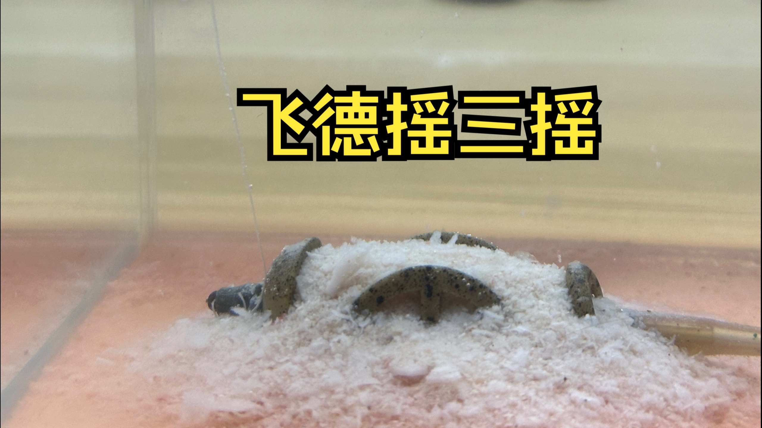 自制饵料增加雾化效果(自制饵料增加雾化效果的原理)