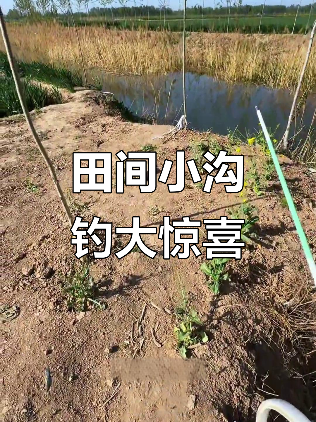 夏季钓鲶鱼技巧(夏季钓鲶鱼技巧和方法)