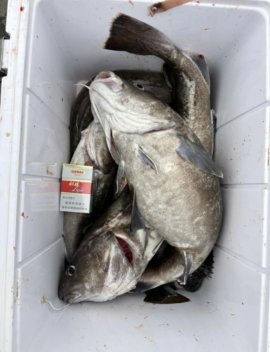 海钓鳕鱼钓组(海钓鳕鱼用什么鱼饵最佳)