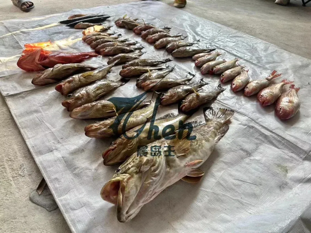 奉贤海钓有那些鱼(奉贤野钓的地方)