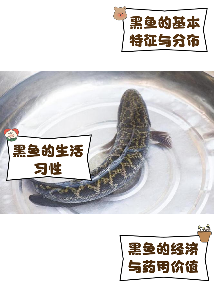 寻找黑鱼技巧(怎么寻找黑鱼进行打黑)