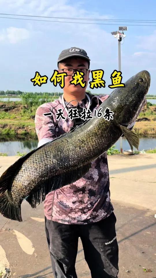 寻找黑鱼技巧(怎么寻找黑鱼进行打黑)