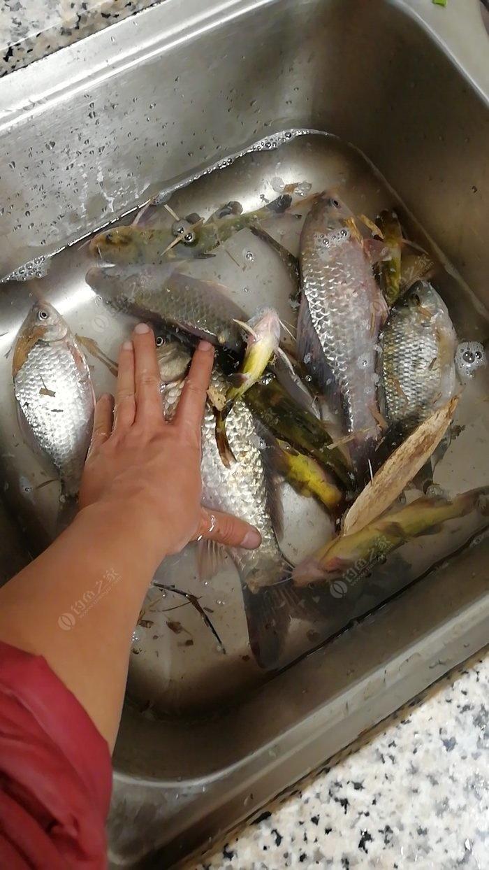 小白条打窝技巧(小白条打窝技巧视频)
