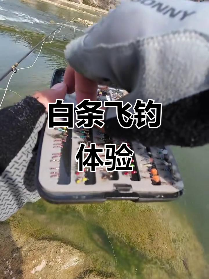 四海钓鱼钓白条视频(夏天钓白条十句口诀)