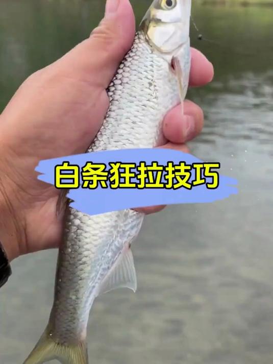 四海钓鱼钓白条视频(夏天钓白条十句口诀)