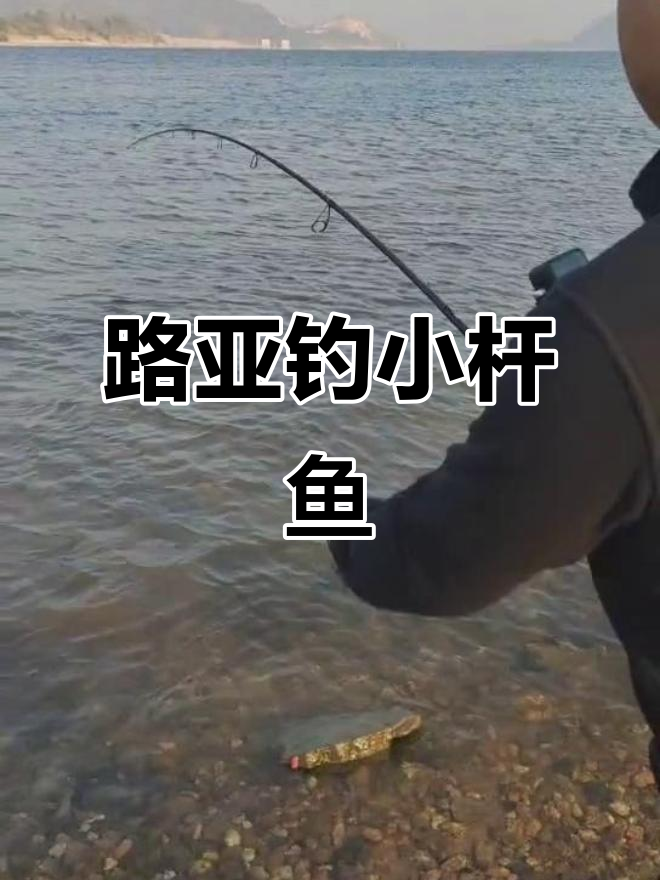 巨鳡鱼路亚(巨魾鱼图片)