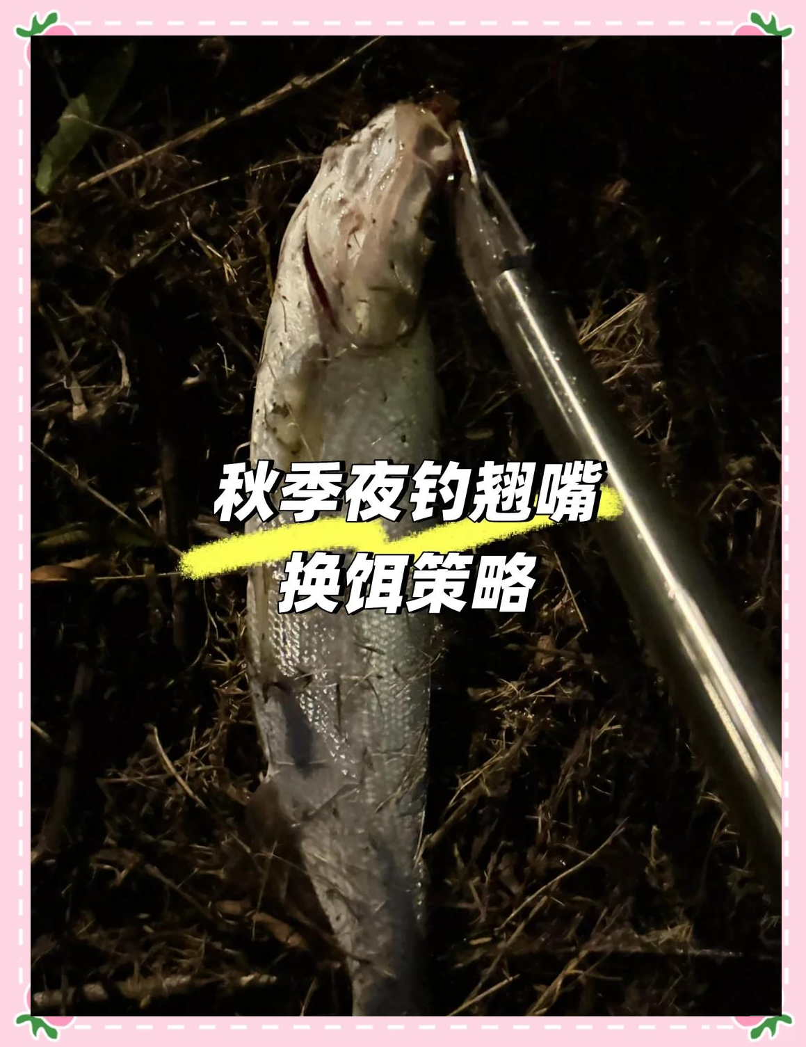 秋天中鱼钓鱼技巧(秋天钓大鱼)