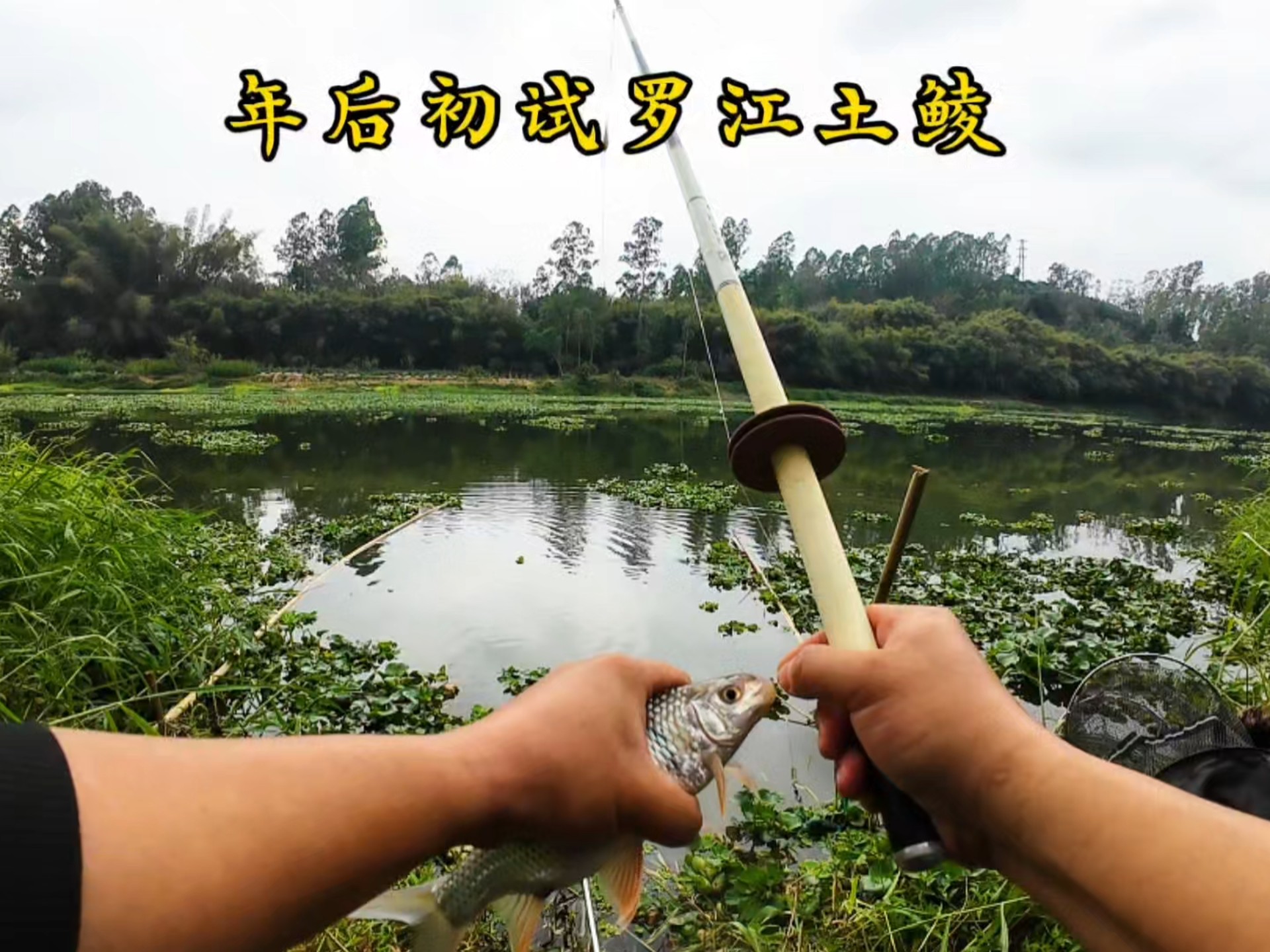 初春钓土鲮鱼技巧(垂钓土鲮鱼的技巧)