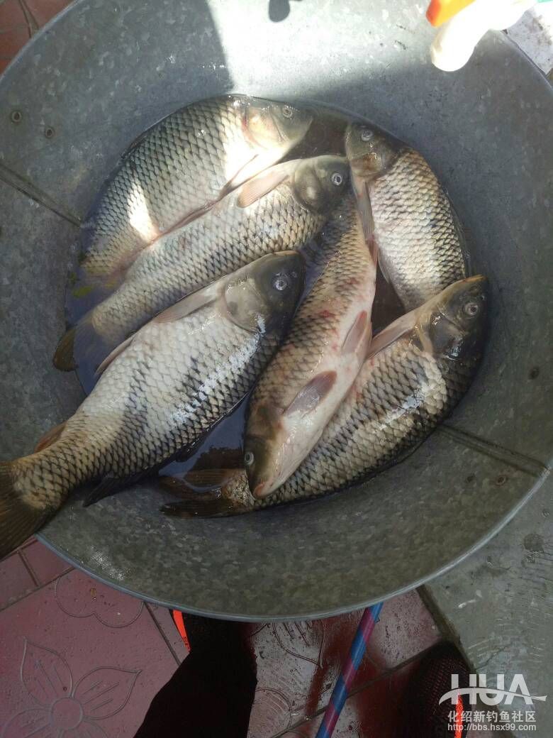 夏季沙坑钓鲤鱼技巧(沙坑钓鱼如何选择钓位和用饵)