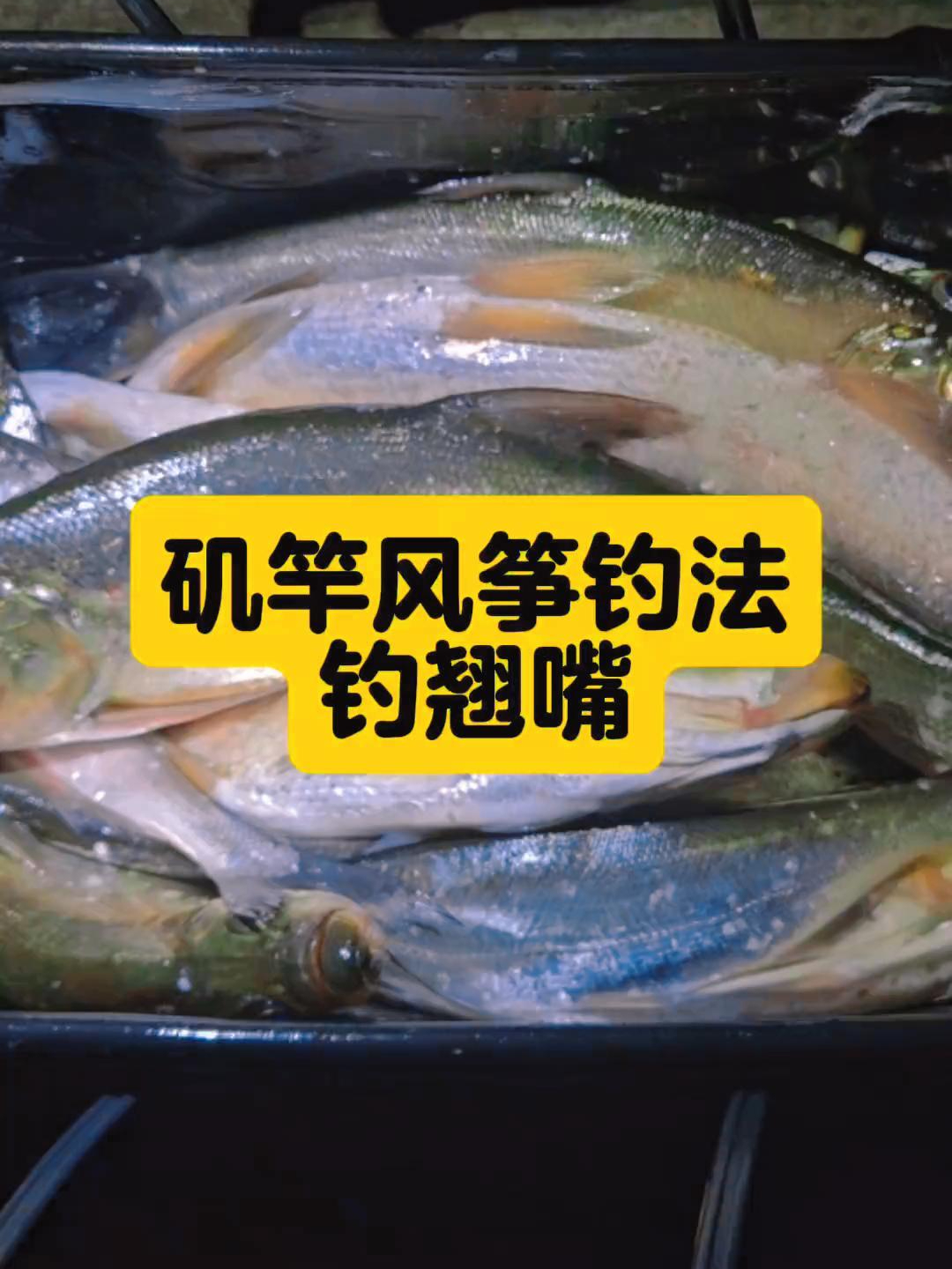 矶钓燕鱼技巧(矶钓燕鱼用什么鱼饵)