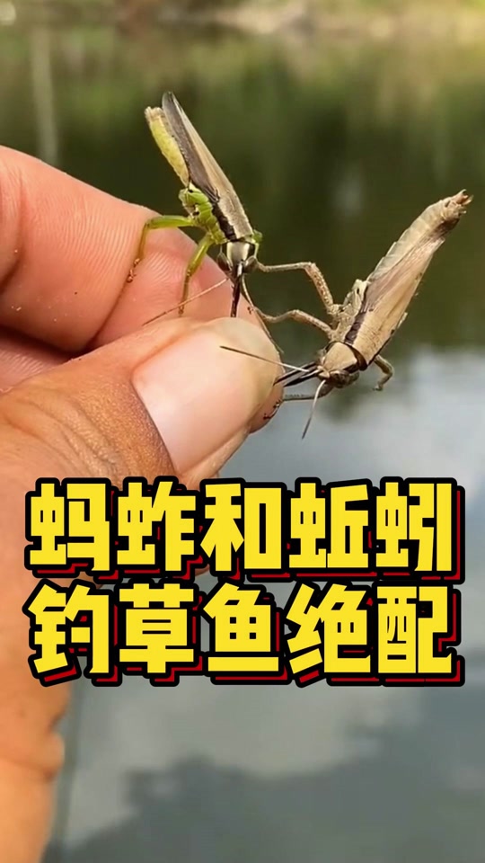 用蚂蚱钓草鱼的技巧(蚂蚱钓鱼怎么样)