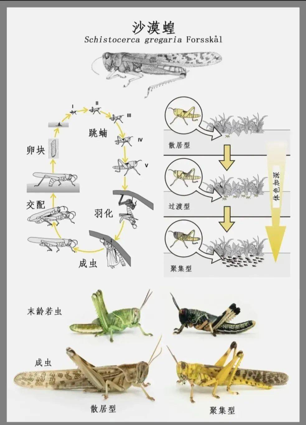 捉蚂蚱的技巧和方法(捉蚂蚱是什么意思)