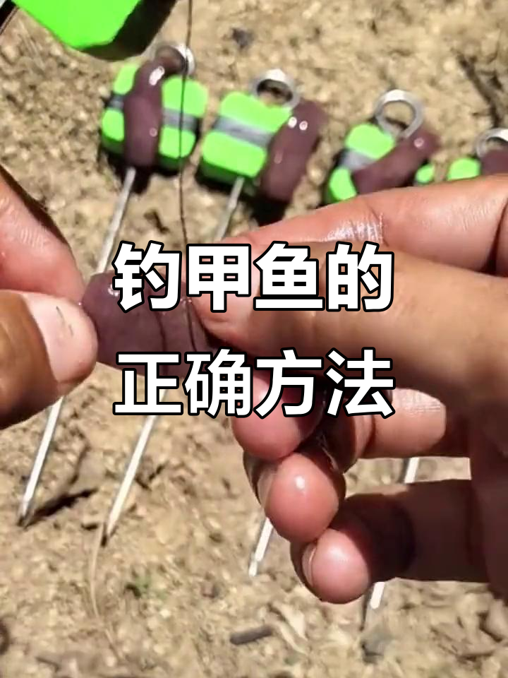 晚上钓甲鱼技巧(晚上钓甲鱼技巧图解)