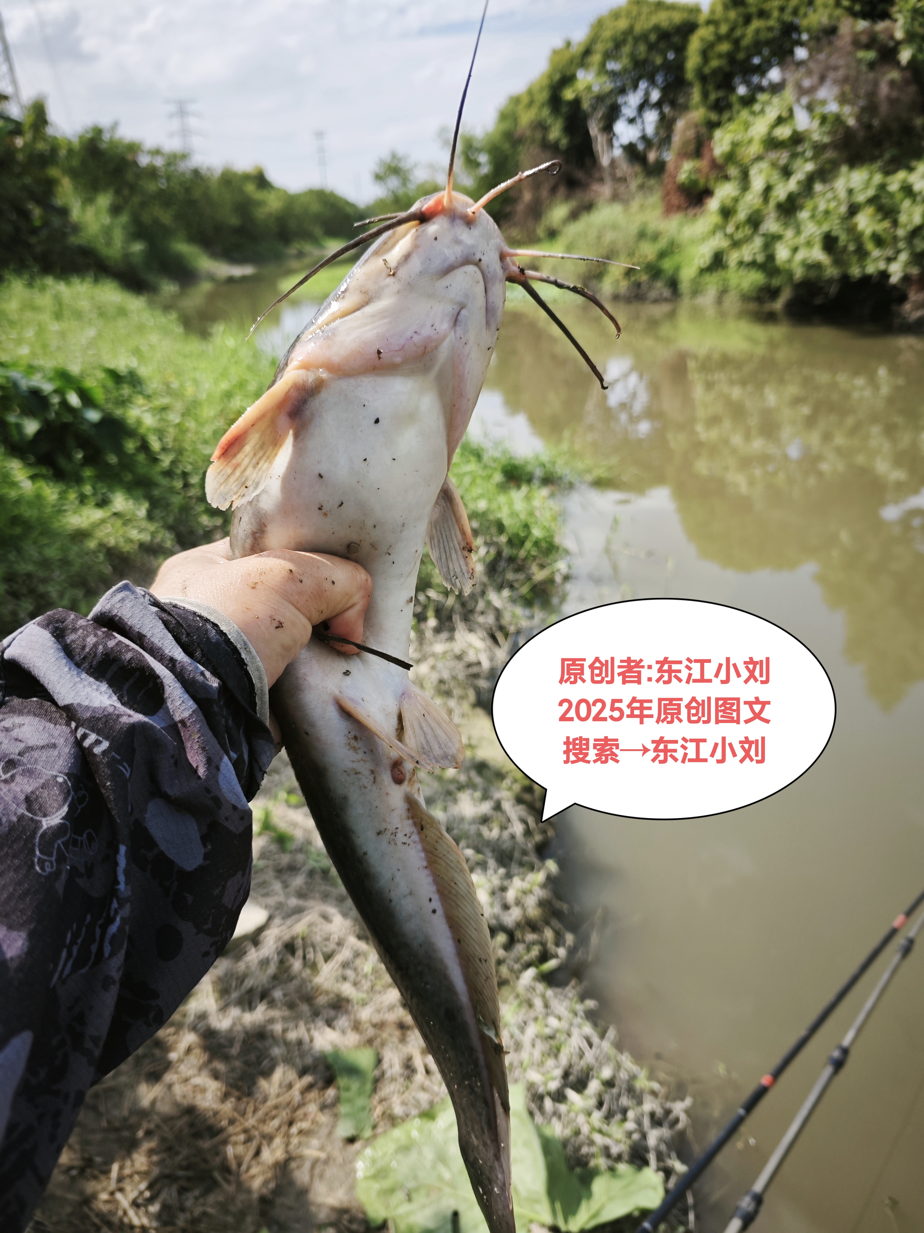 钓江鲶技巧(钓江鲶用什么饵)