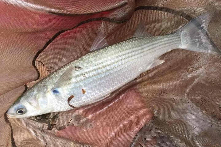 钓鲻鱼商品饵料配方(鲫鱼饵料排行榜第一名)