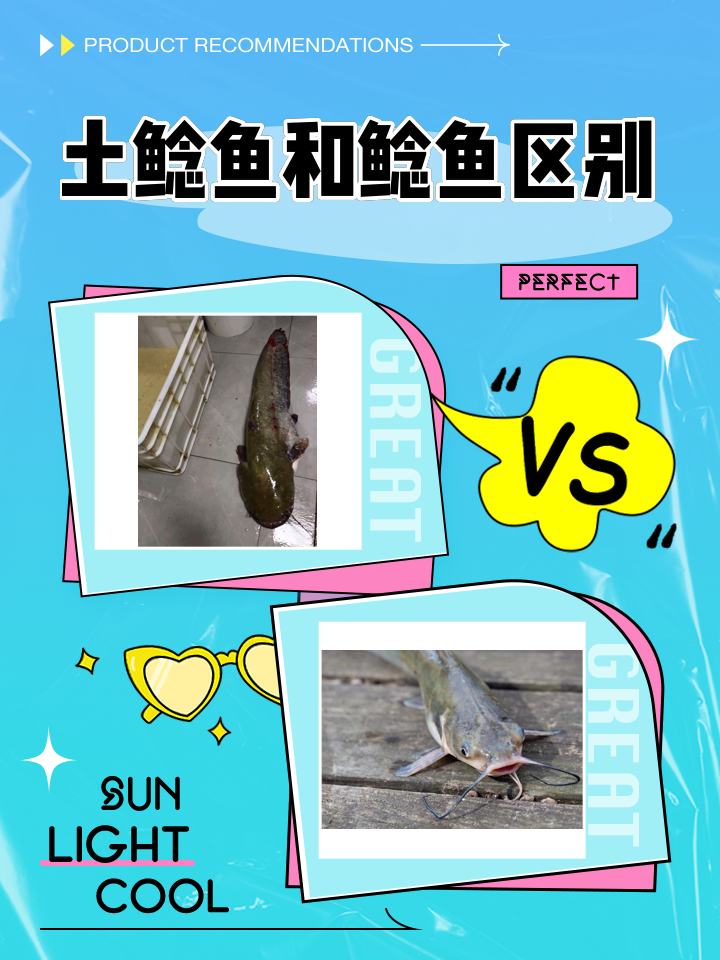 春季泥鳅钓鲶鱼技巧(挂泥鳅钓鲶鱼的线组)