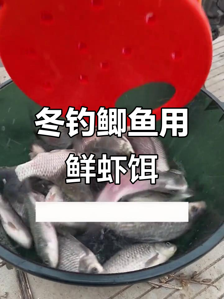 钓鲫鱼虾饵料(小虾钓鲫鱼)