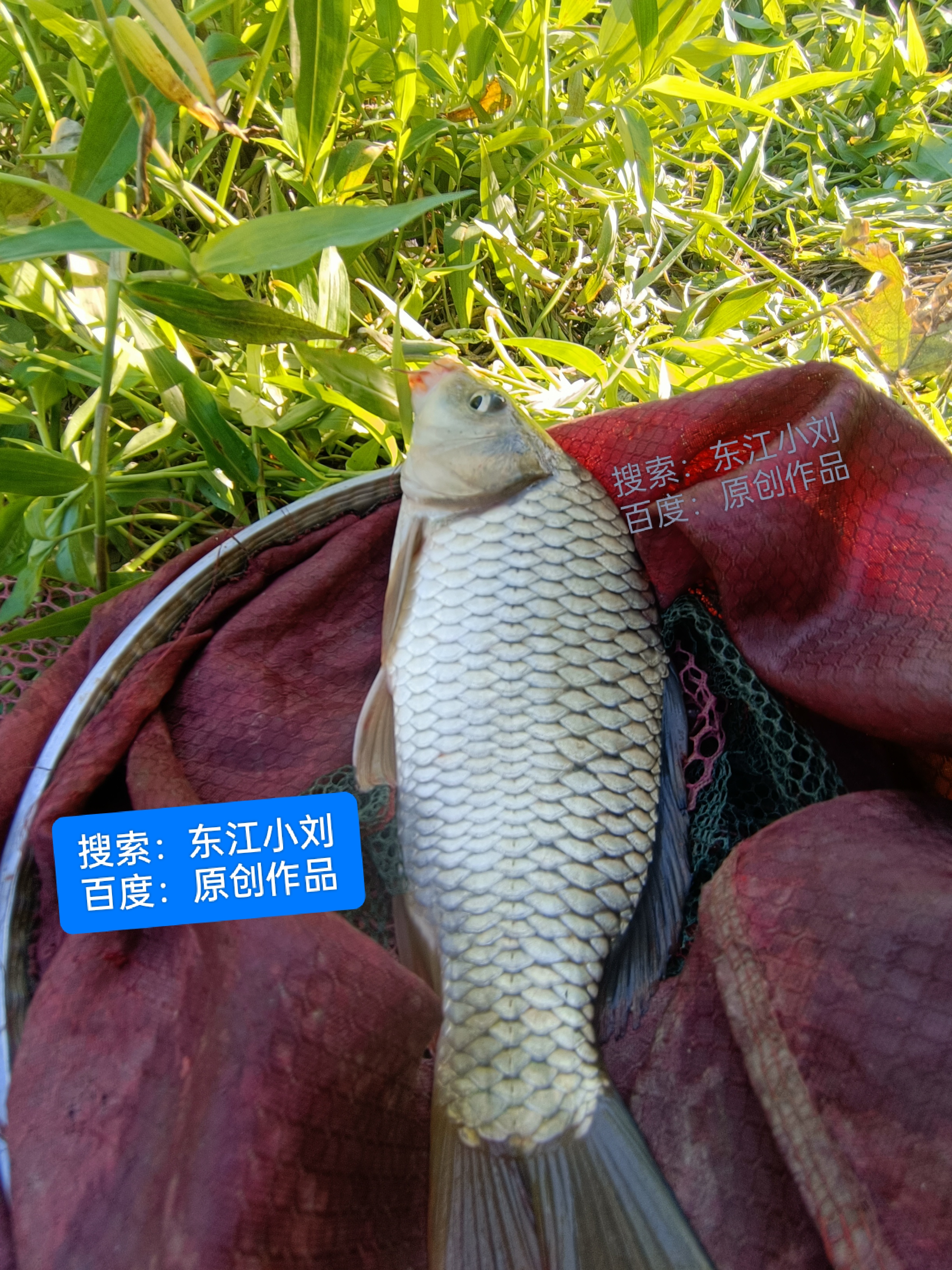 华氏鲤鱼饵料搭配(华氏野钓鲤鱼配方)