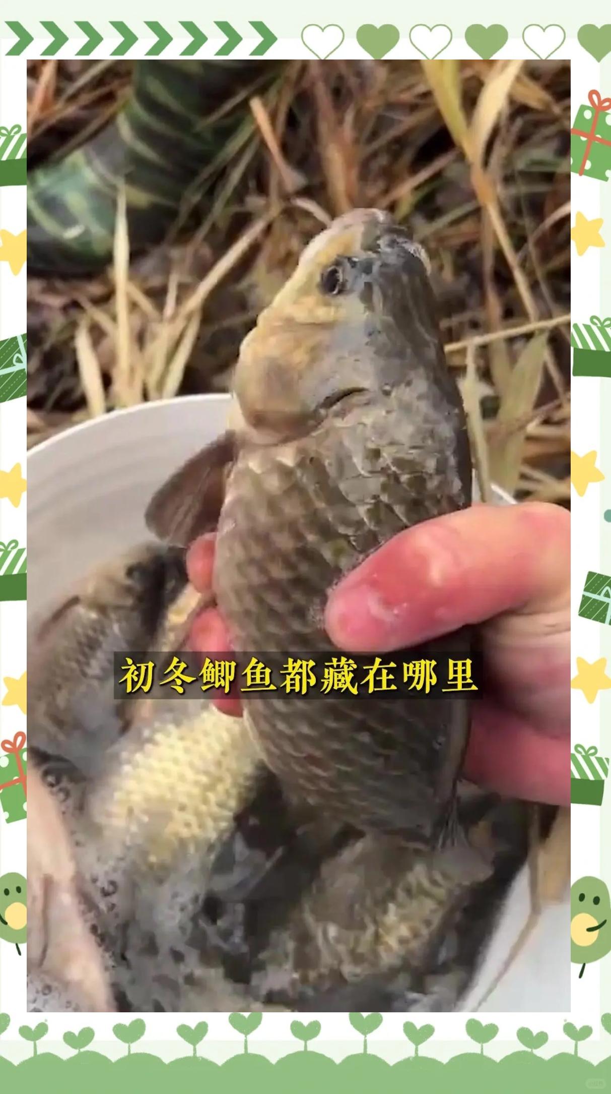 钓很小的鲫鱼技巧(钓很小的鲫鱼技巧视频)
