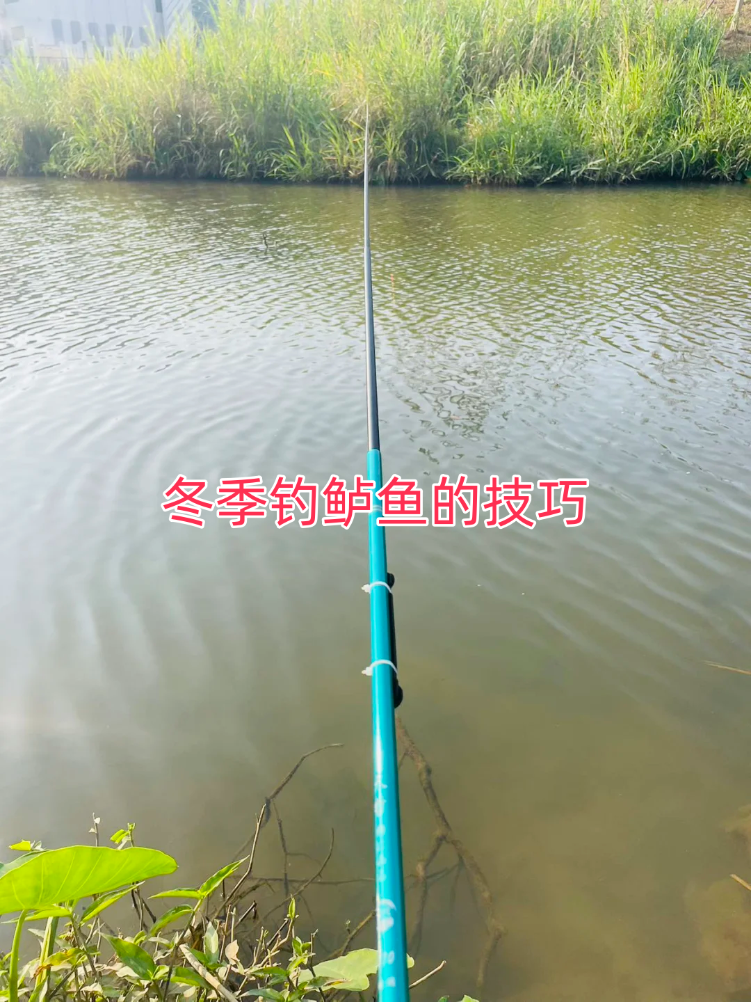 水库冬天路亚鲈鱼技巧(冬天路亚淡水鲈鱼)
