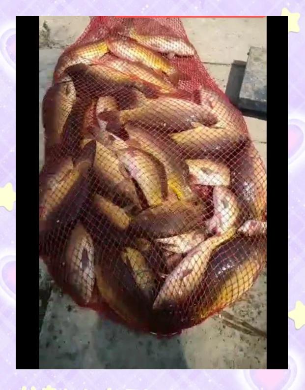 海钓滑鱼(海钓滑轮内部图解)