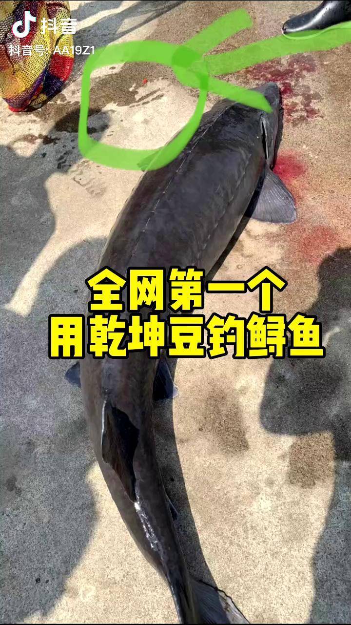 黑坑锚鲟鱼的技巧视频(黑坑钓鲟鱼一般是什么线组)