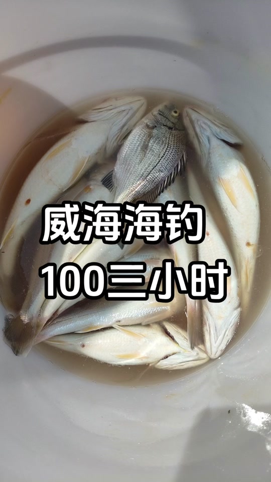 初春船钓黑黄鱼技巧(渤海船钓黄黑鱼视频)
