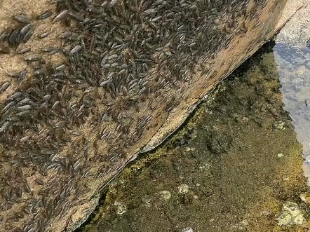 海蟑螂海钓(海蟑螂钓黑鲷)