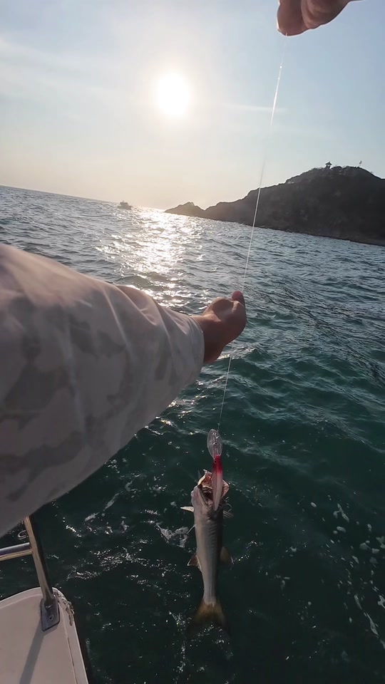 海钓海狼鱼(钓海狼用什么饵)