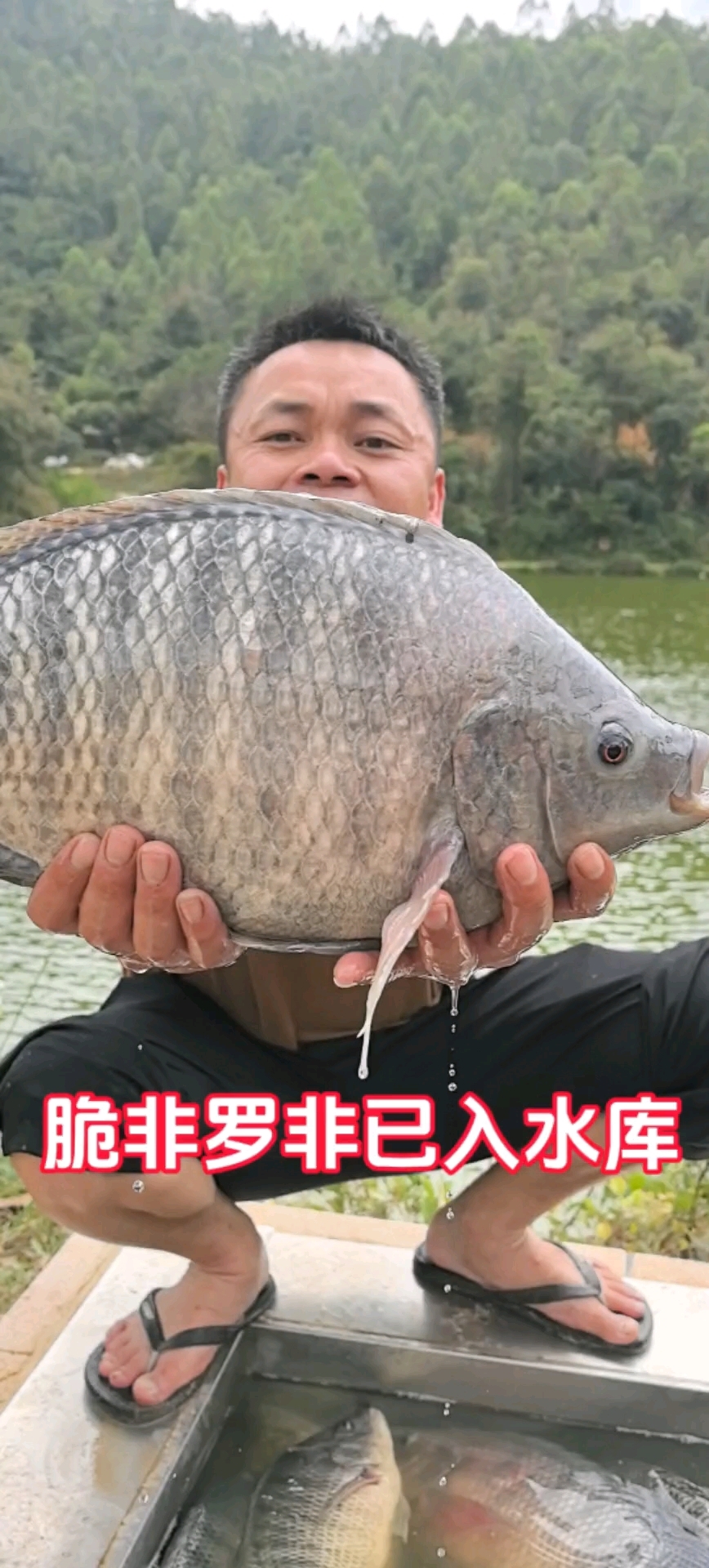 水库罗飞饵料(水库罗非鱼什么饵料最好钓)