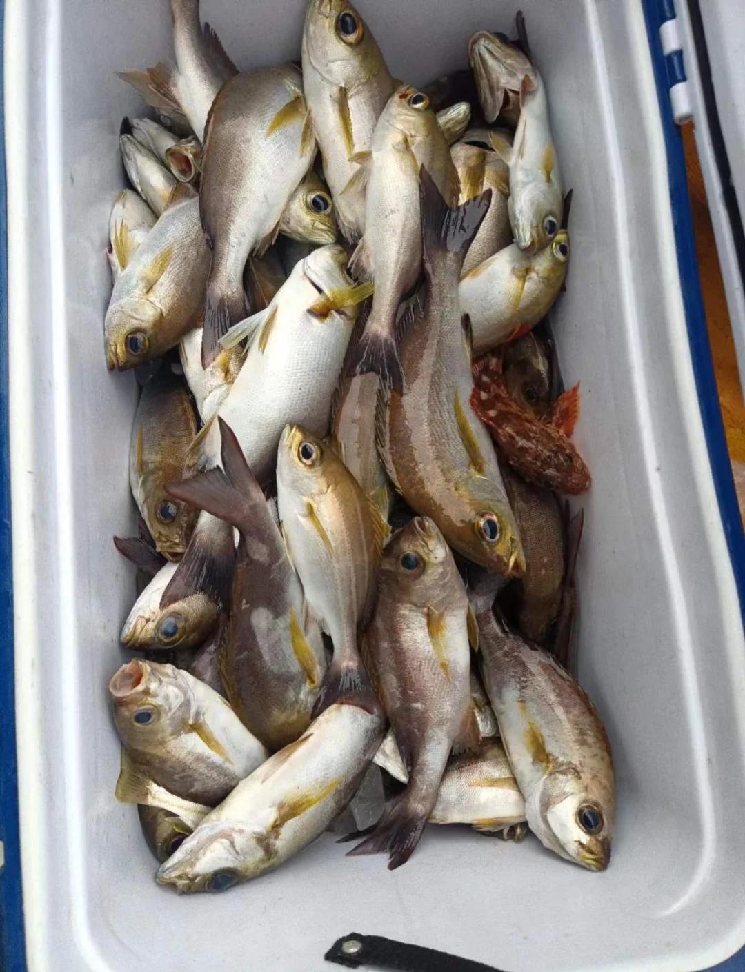 珠海南水海钓(珠海南水钓鱼野钓地点)