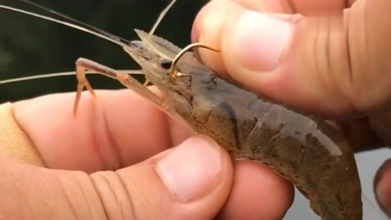挂虾海钓鲈鱼(挂虾钓鲈鱼适合用哪个钩)
