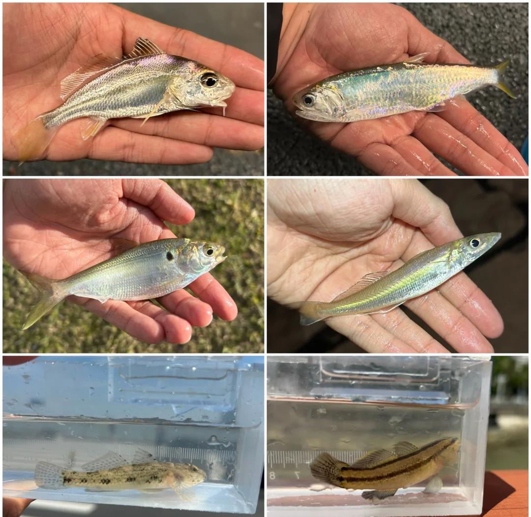 珠海海钓吧(珠海海钓有什么鱼)