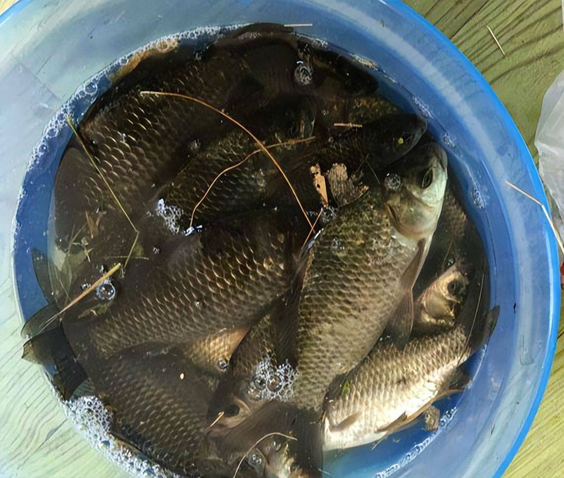 南方春节夜钓技巧(罗汉果可以蒸着吃吗)