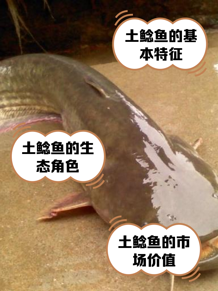 江苏几月路亚鲶鱼(秋季路亚鲶鱼窗口期)