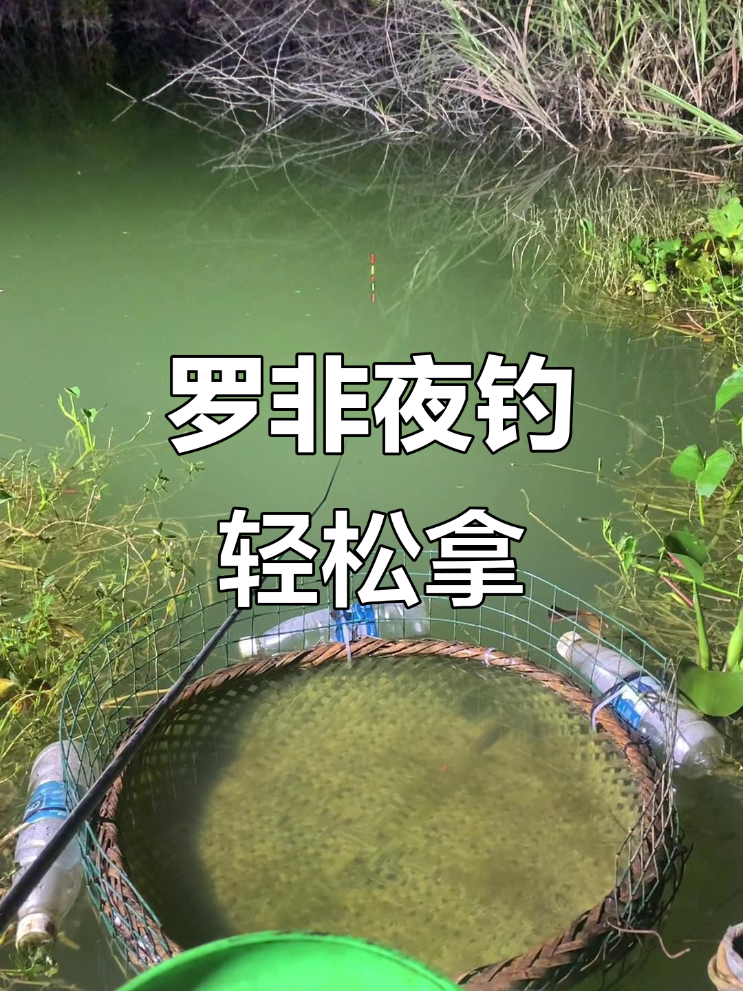 钓小罗飞技巧(小罗钓鱼饵料配方)