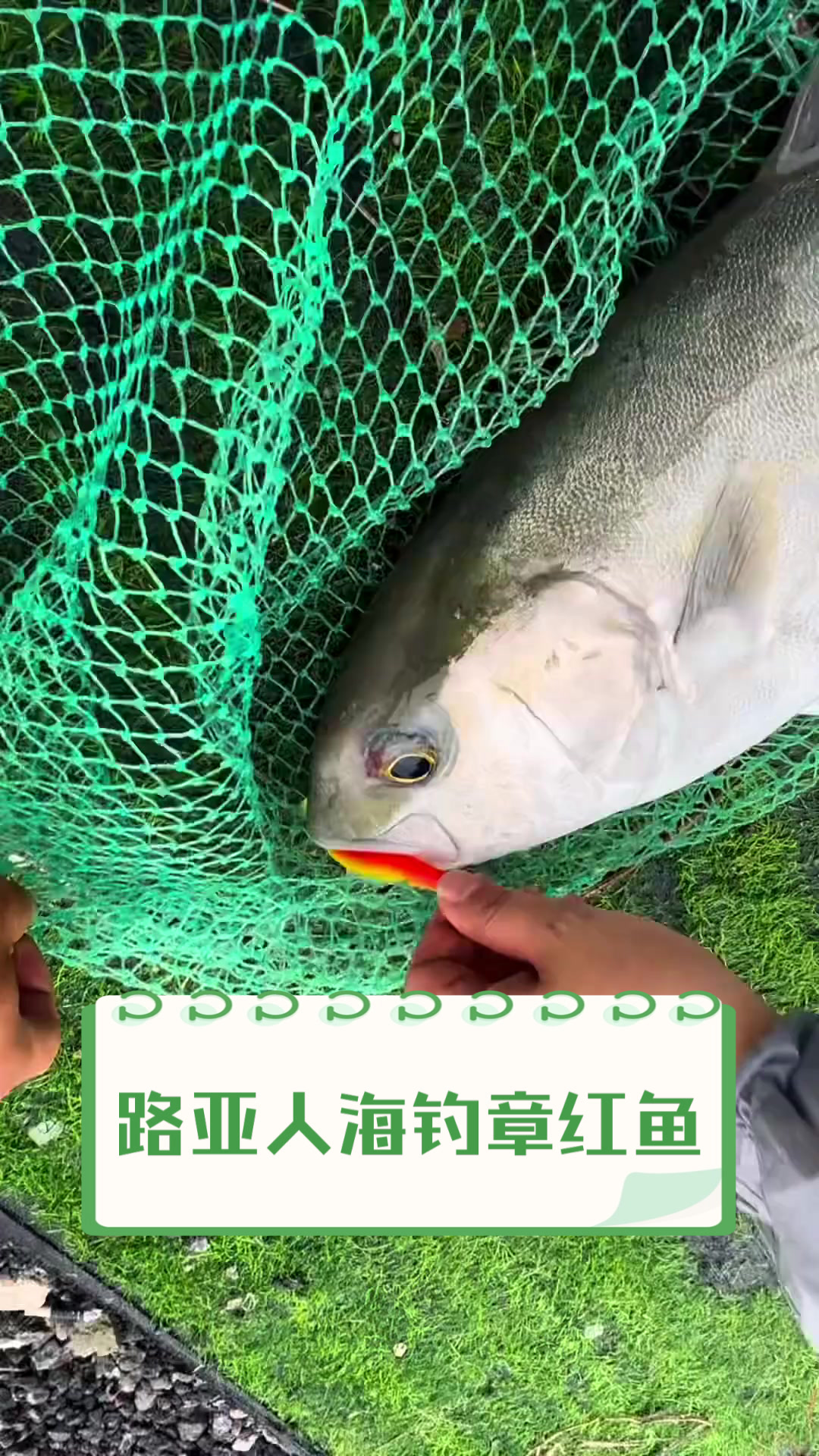 路亚与海钓(路亚海钓黑鱼黄鱼用什么假饵)