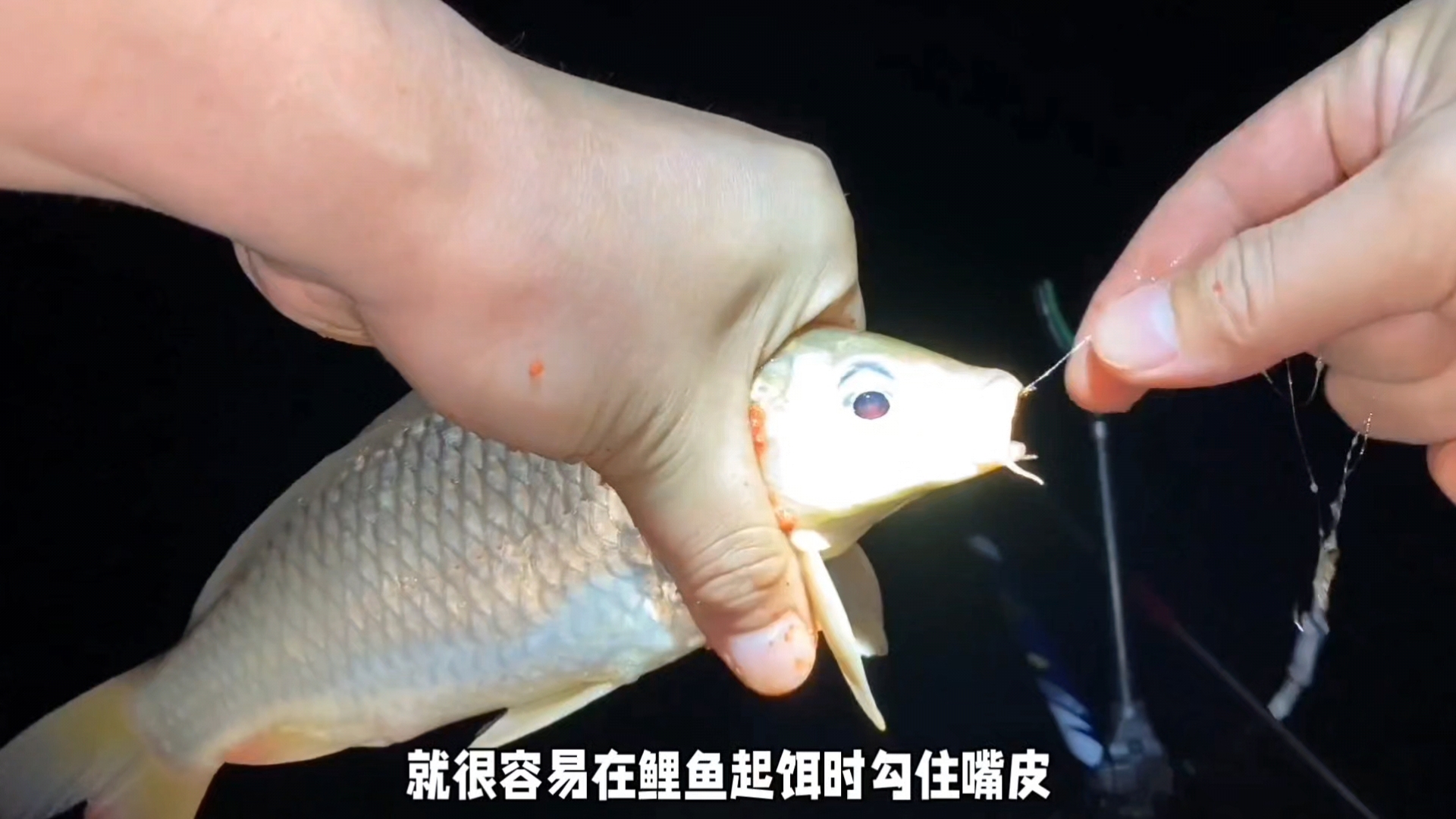 冬季钓鲤鱼鱼技巧视频(冬季钓鲤鱼鱼技巧视频讲解)