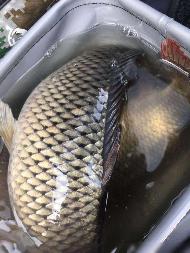 冬季钓鲤鱼鱼技巧视频(冬季钓鲤鱼鱼技巧视频讲解)