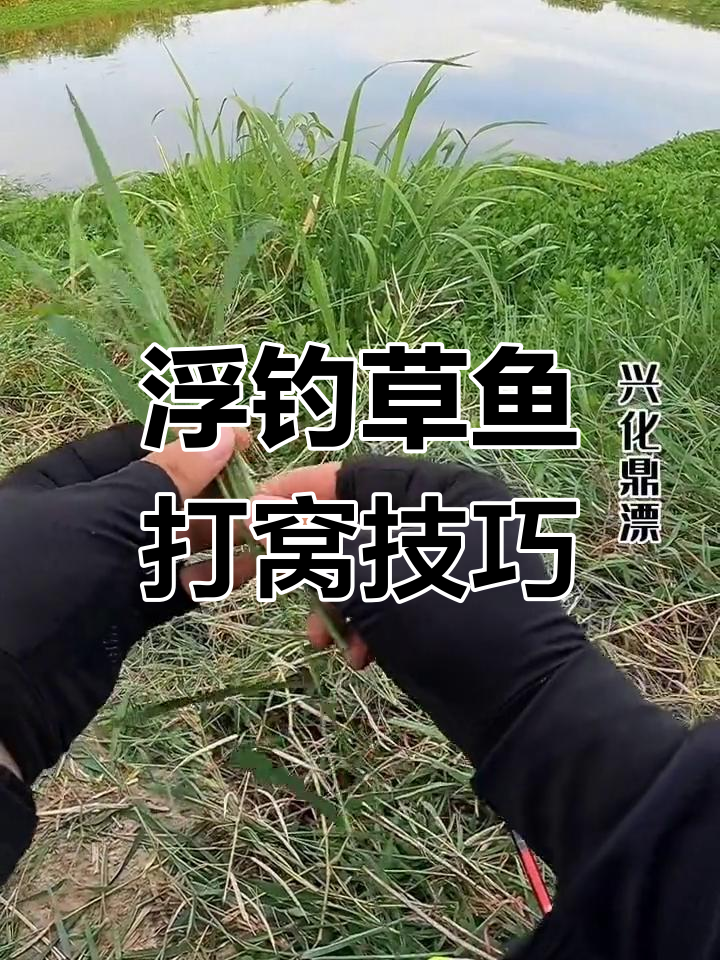 秋钓大草鱼技巧(秋季草鱼钓法)