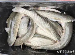 什么饵料是腥味(什么饵料味道大且浓)