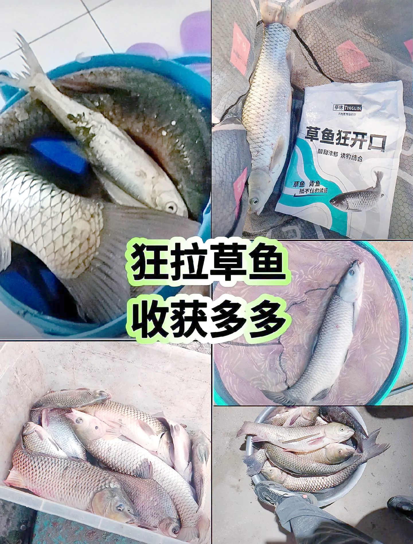饵料放醋钓草鱼(饵料放醋钓草鱼好吗)