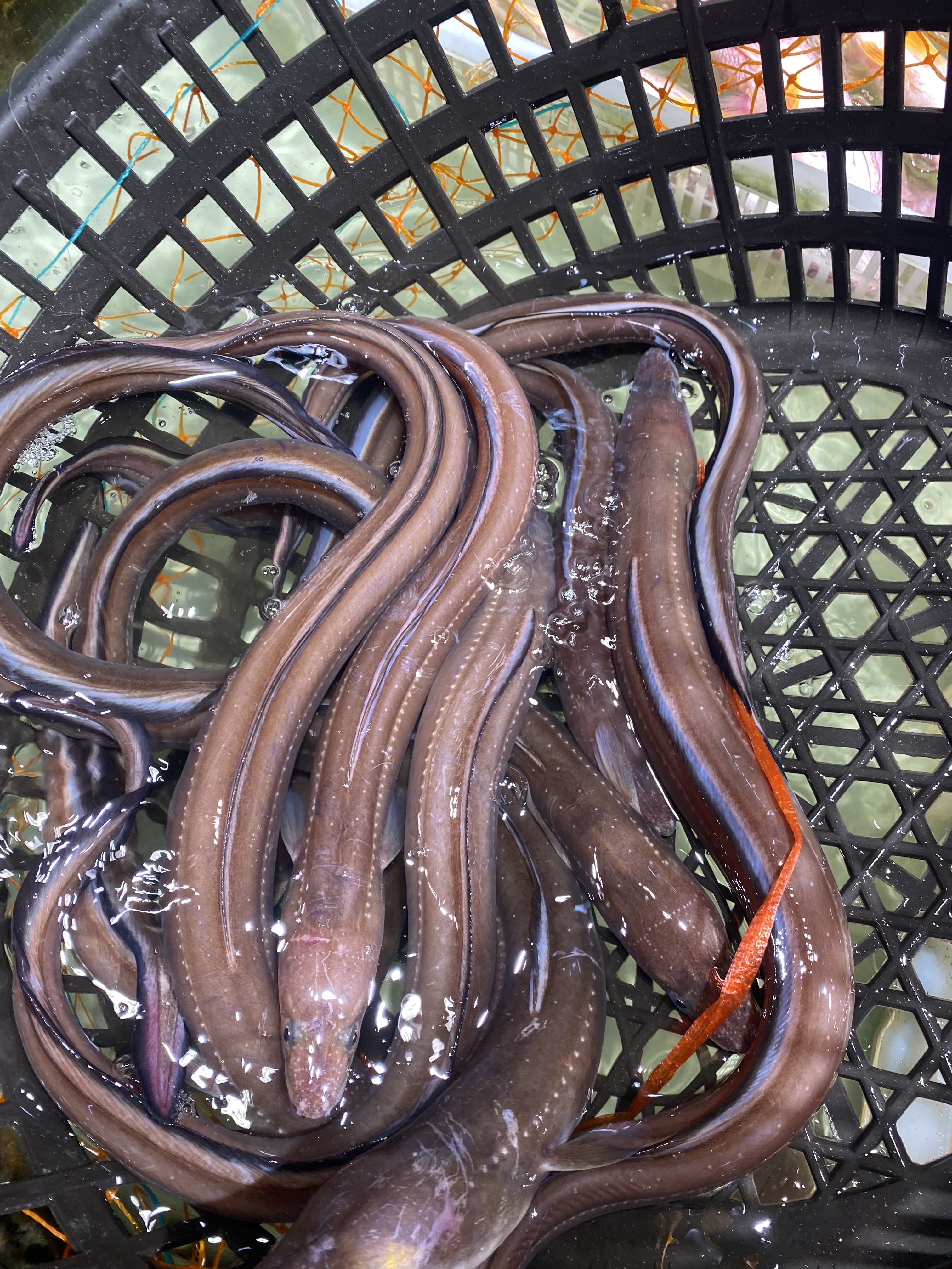 路亚海鳗鱼(钓海鳗鱼视频)