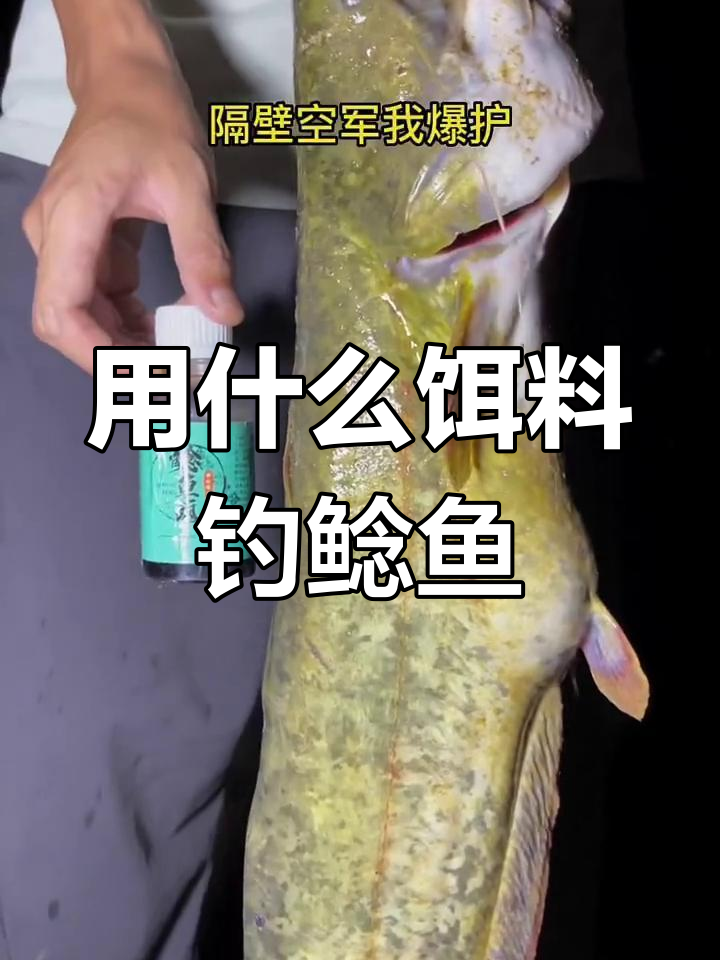 秋天用猪肝钓鱼技巧(天冷用猪肝钓鱼)